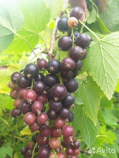 Вишня, слива, смородина, малина