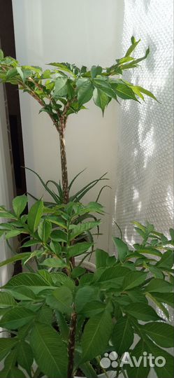 Цветок Amorphophallus(зонтик)