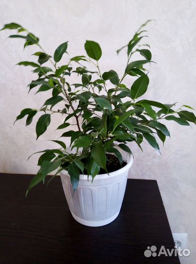 Фикус бенджамина