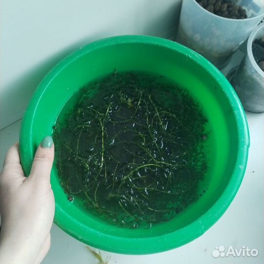 Аквариумные рыбки и растения