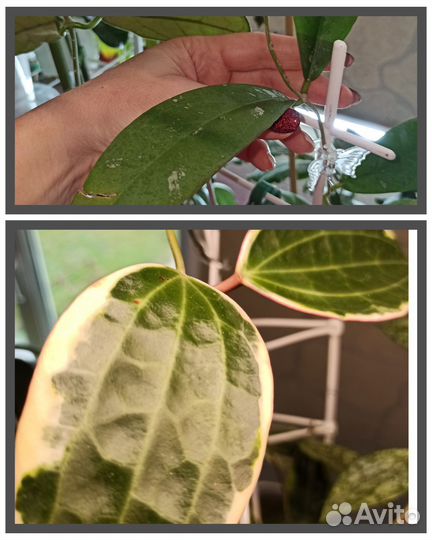 Хойи на срез