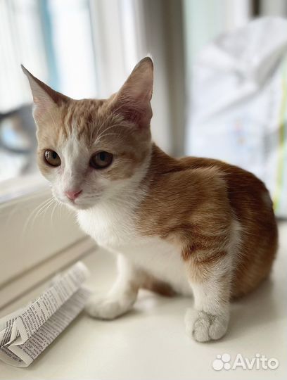 Рыжий котенок девчока в дар