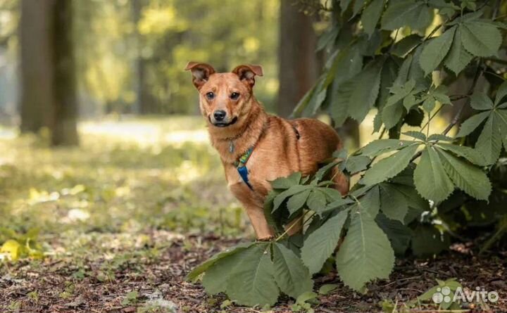 Собака в добрые руки