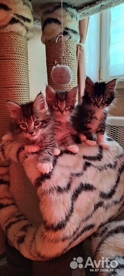 Котята мейн-кун