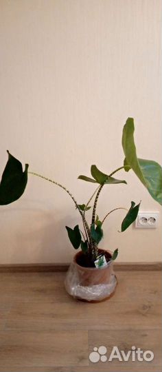 Алоказия Зебрина, Стингрей. Монстера, калатея