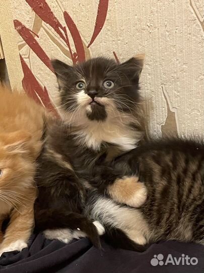 Котята в добрые руки