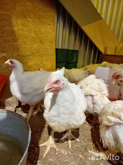 Мясо домашней птицы