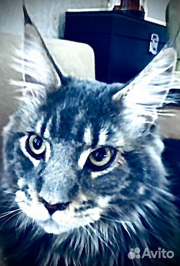 Мейн-кун котята и вязка полидакты