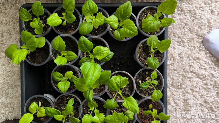 Рассада цветов