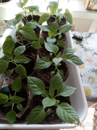 Рассада помидор,сладких и горьких перцев