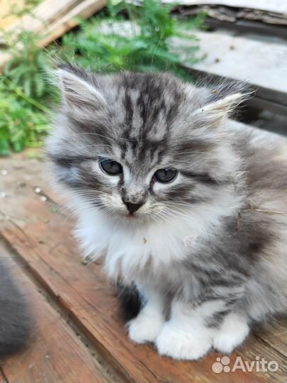 Милые красивые котята