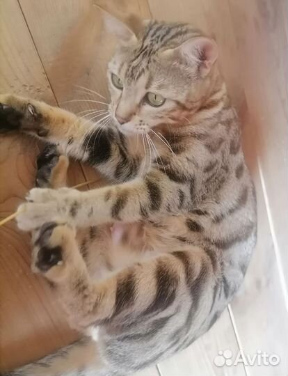 Бенгальская кошка
