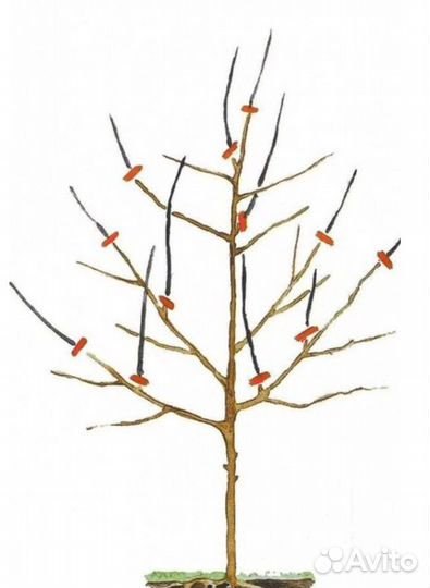 Обрезка деревьев, уход за садом