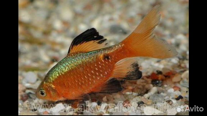 Рыбки аквариумные