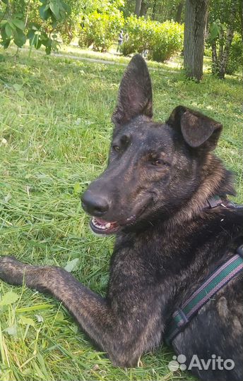 Собака бесплатно