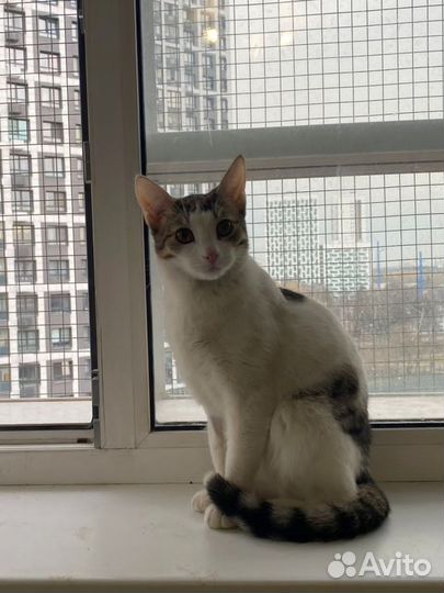 Кот котёнок очень ласковый бесплатно