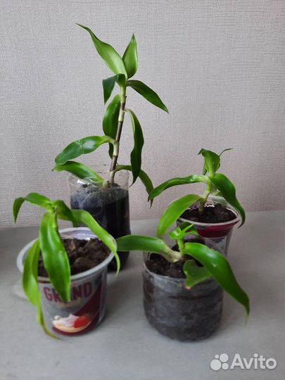 Растение золотой ус