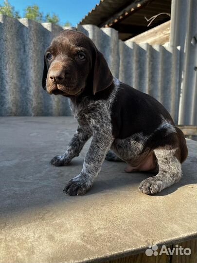 Щенки курцхаара