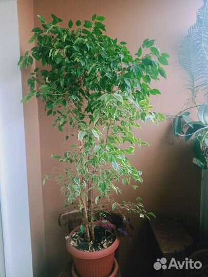 Фикус бенджамина большой 120см