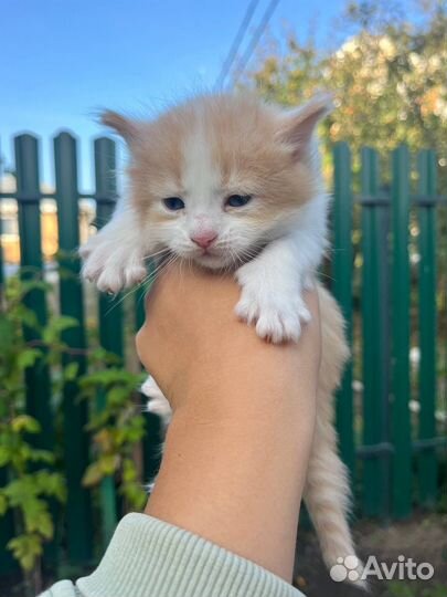 Кошка в дар