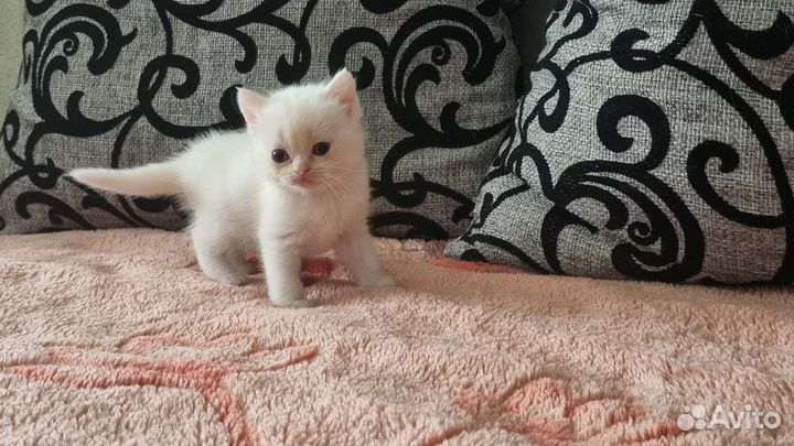 Шотландские котята