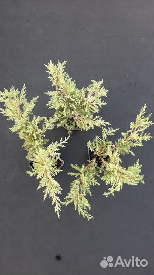 Можжевельник средний Gold Kissen