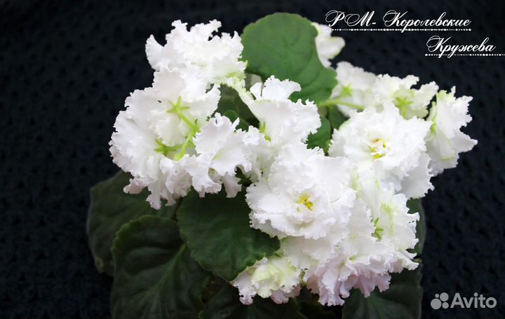 Фиалки стандарты. Часть 2 (+ новинки)