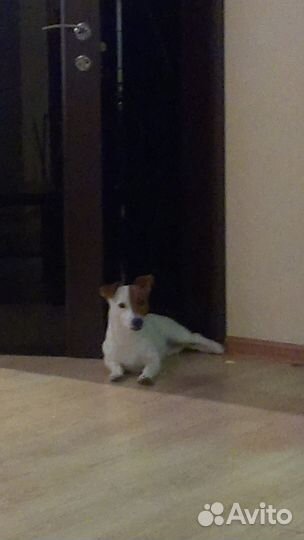 Джек Рассел Терьер приглашает на вязку