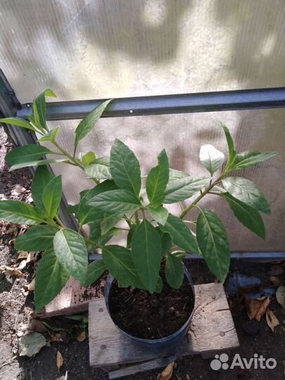 Листья джинуры