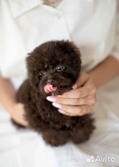 Пудель тедди