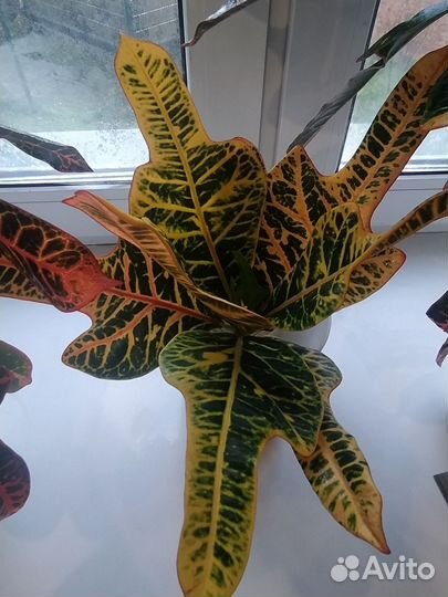 Кодиеум кротон