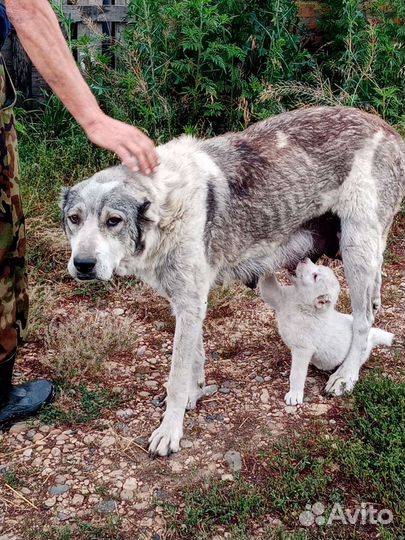 Среднеазиатка я авчарка