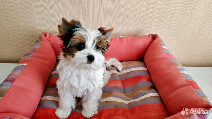 Мини и Стандарт и Микро