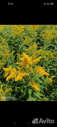 Золотарник