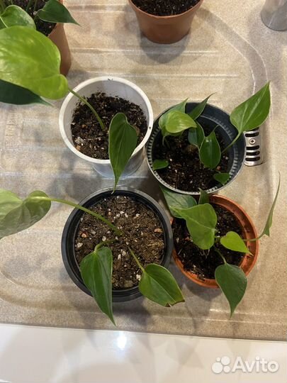 Комнатные цветы антуриум