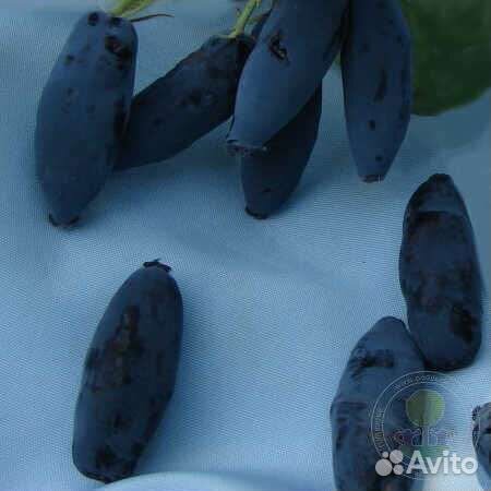 Жимолость 
