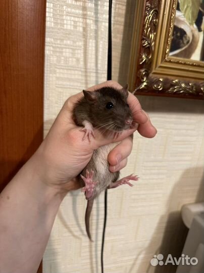 Декоративные крысята девочки новогодние