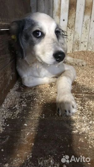 Щенок в добрые руки