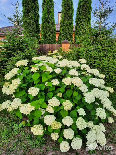 Гортензия белая на срезку