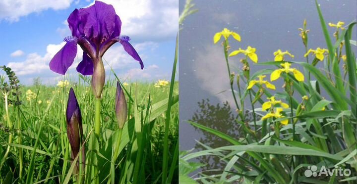 Многолетники