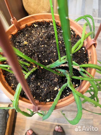 Комнатные растения цветы большие