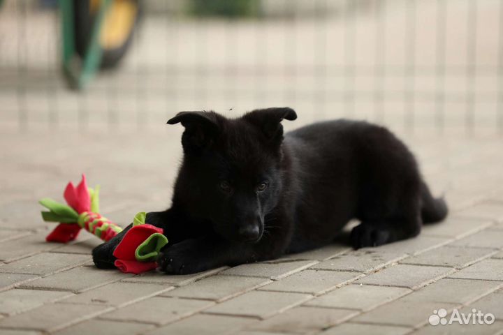 Девочка, черная немецкая овчарка, 3 месяца