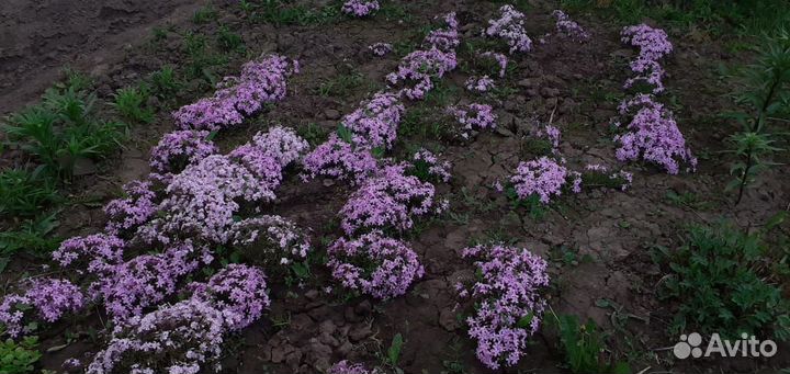 Флокс шиловидный