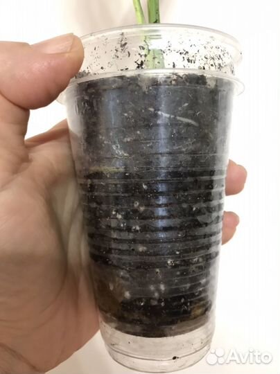 Спатифиллум Даймонд Вариегатный