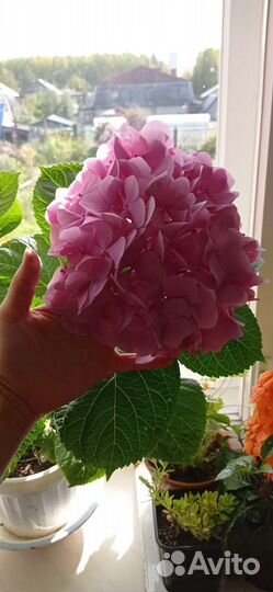 Гортензия крупнолистная