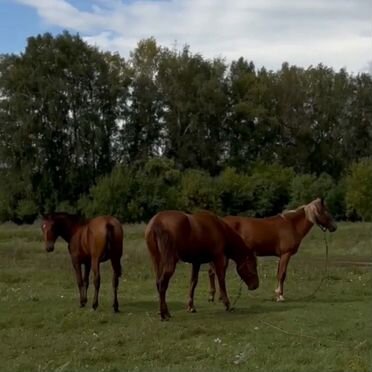 Продажа лошадей, Алтайский край
