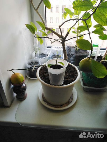 Лимон. Лимонное дерево плодоносящий