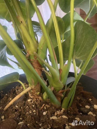 Антуриум Миннисота