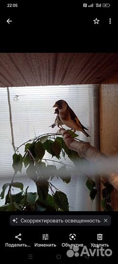 Певчие птицы