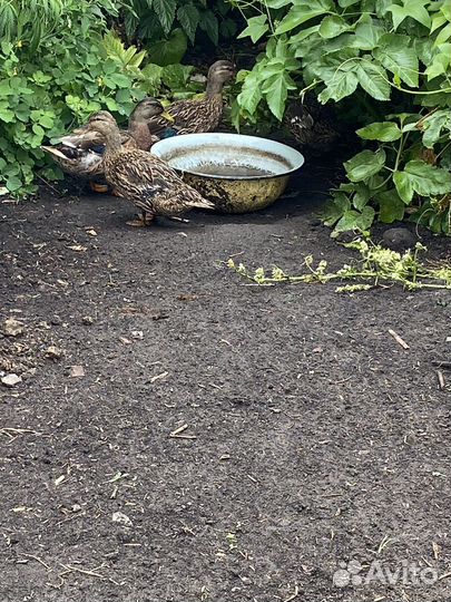 Утка кряква